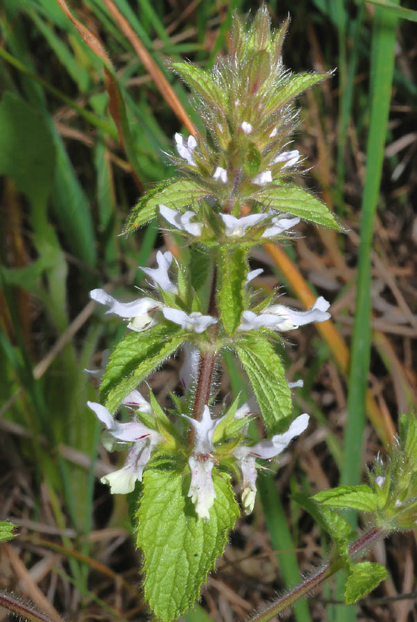 Campanula dichotoma, Stachys ocymastrum, Stachys recta